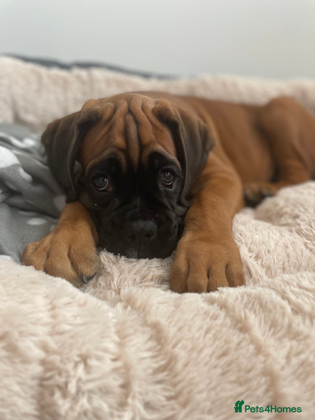 Boxer dogs for sale: Bobtail Boxer Male - Image 5