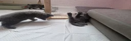 British Shorthair cats for sale: British shorthair kittens ready to leave in Crewe - Advert 10