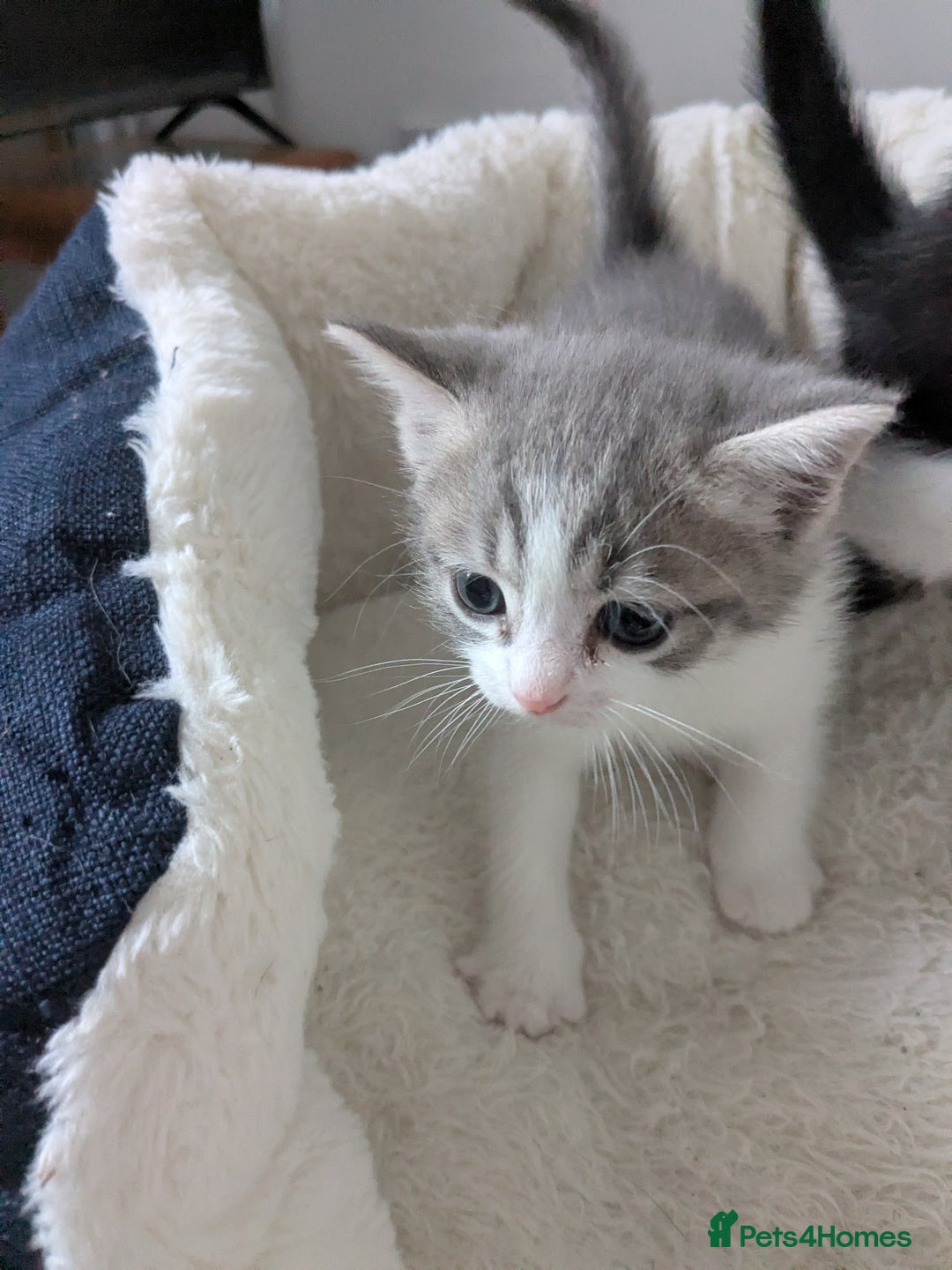 Mixed Breed cats for sale: Kittens - Image 2