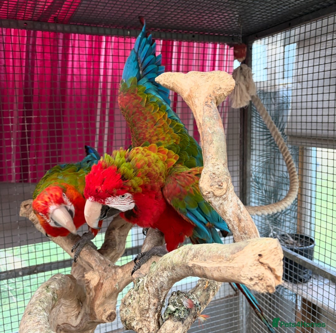 Macaws birds for sale: Tropicana x Jubilee pair of Macaws  - Advert 6