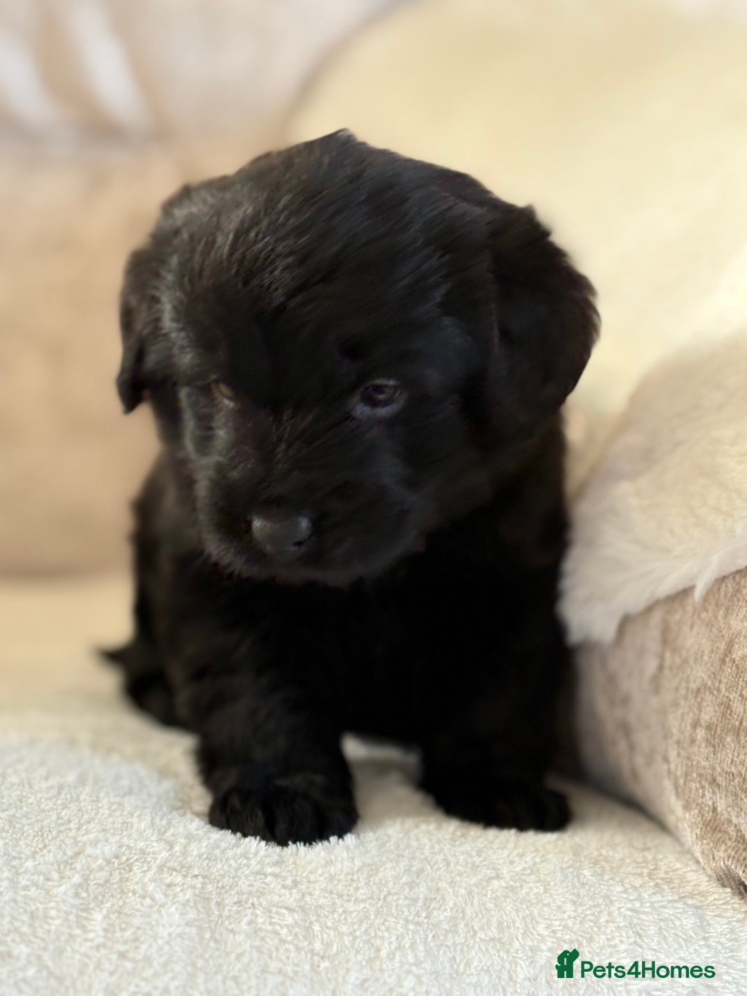 Labradoodle dogs for sale: Gorgeous f1 labradoodle puppies - Advert 14
