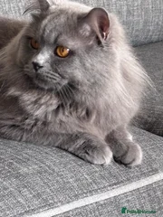 Teddy