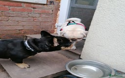 French Bulldog dogs for adoption: 💙WINSTON-LITTLE FRENCHIE BOY WITH A BIG HEART💙 - Advert 13