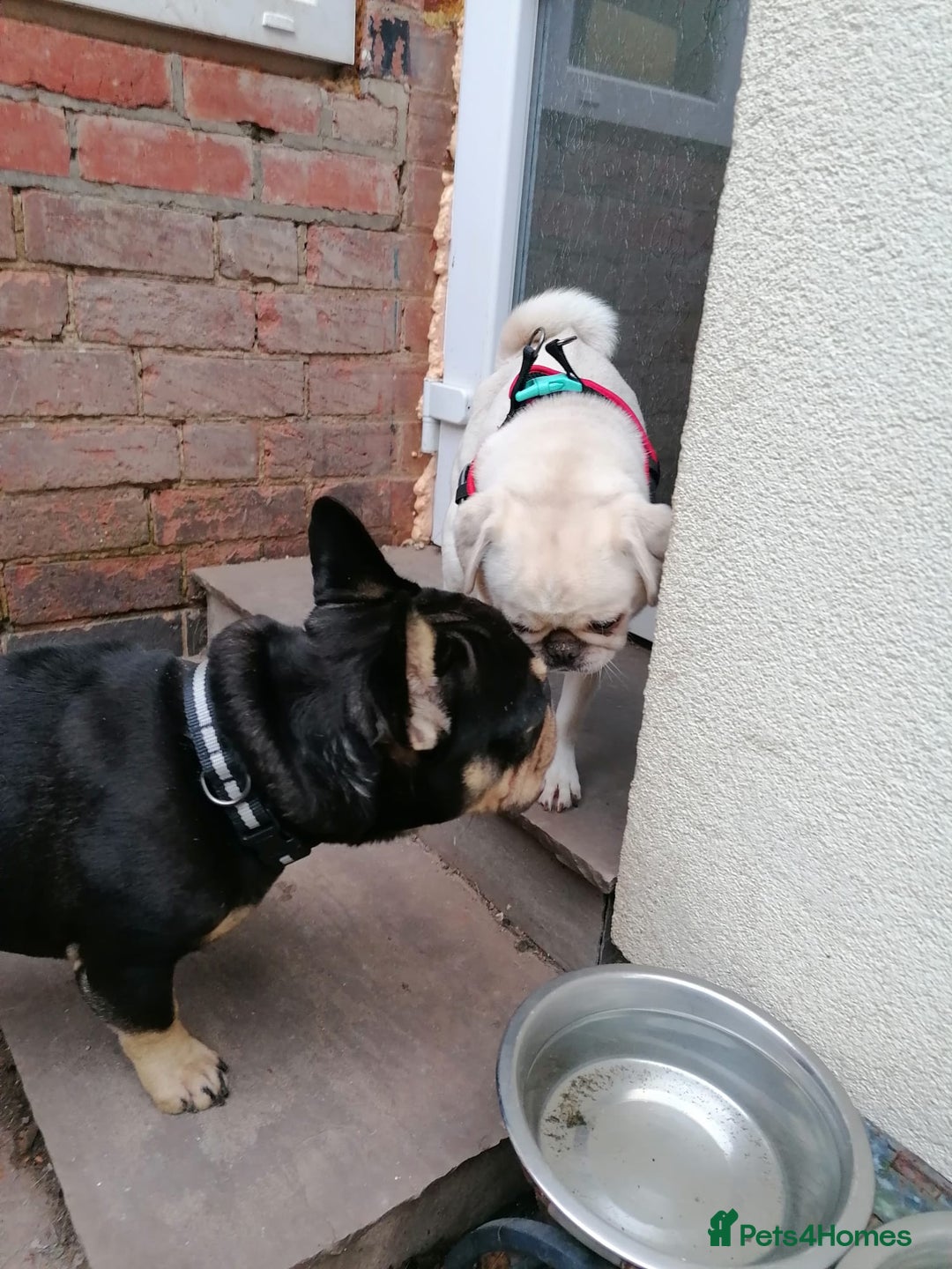 French Bulldog dogs for adoption: 💙WINSTON-LITTLE FRENCHIE BOY WITH A BIG HEART💙 - Advert 13
