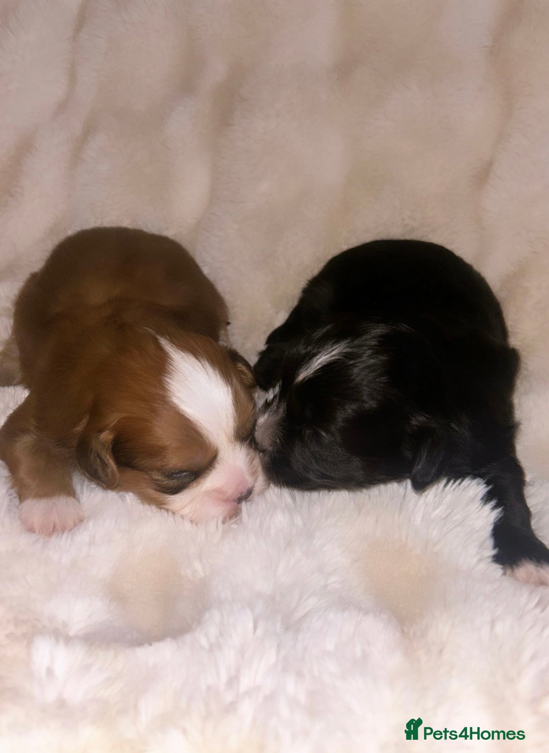 Shihpoo dogs for sale: Gorgeous Shihpoos for sale  - Advert 16