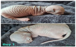 Sphynx cats for sale: Sphynx Kittens - Image 9