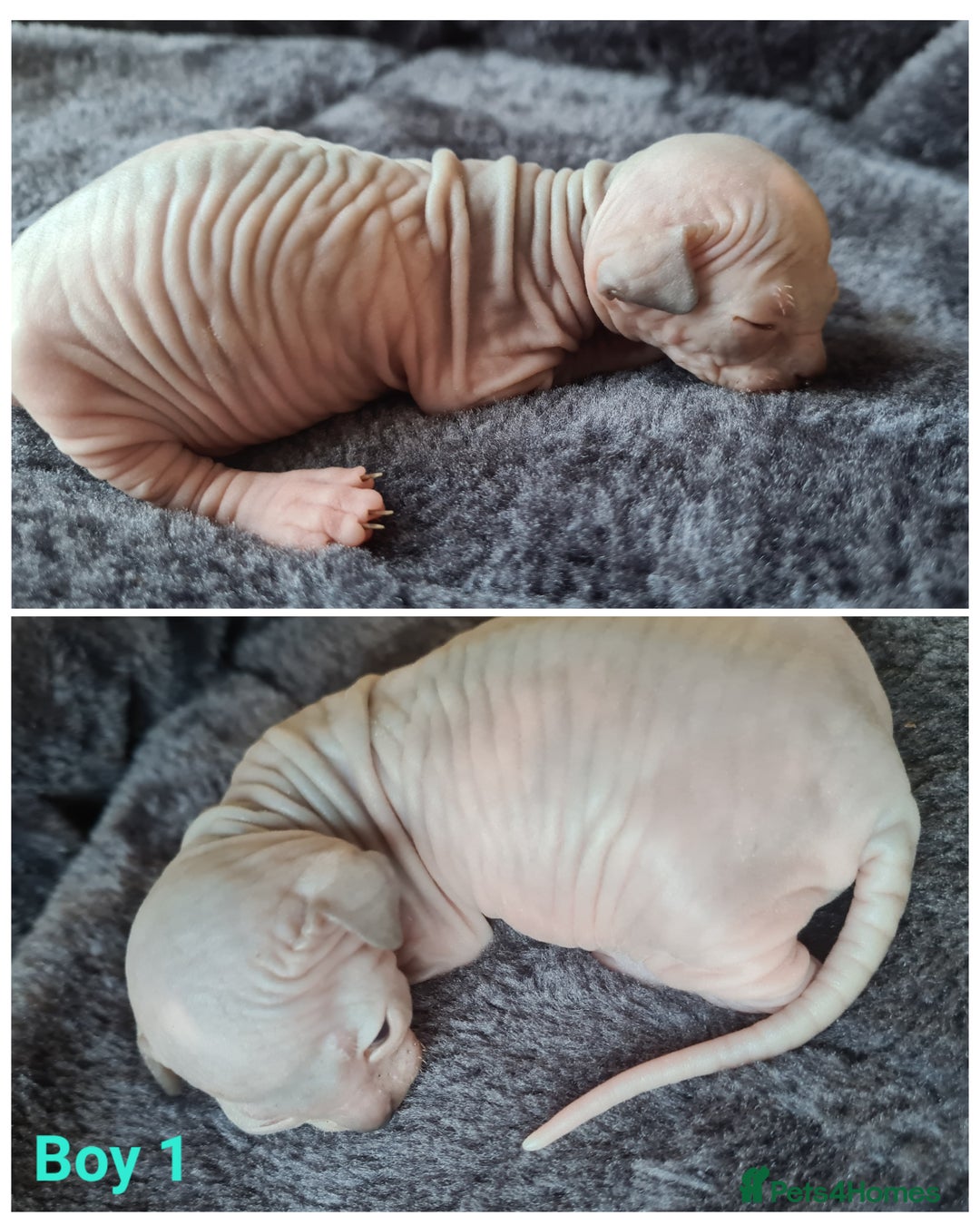Sphynx cats for sale: Sphynx Kittens - Image 9