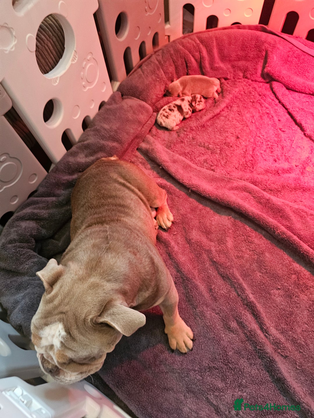 Mixed Breed dogs for sale: Micro exotic,s. - Advert 15