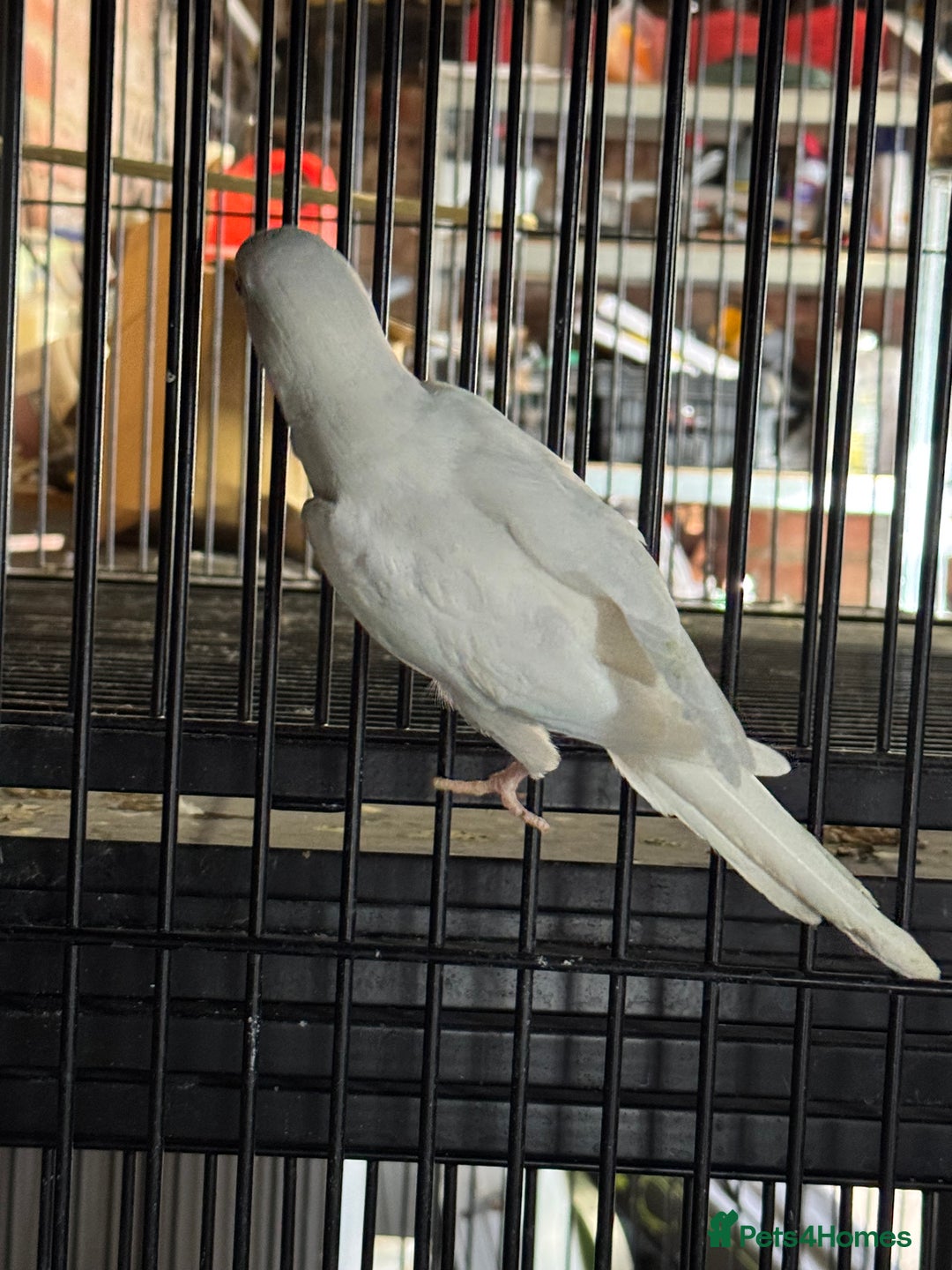 Parakeets birds for sale: Hen Quaker albino - Image 3