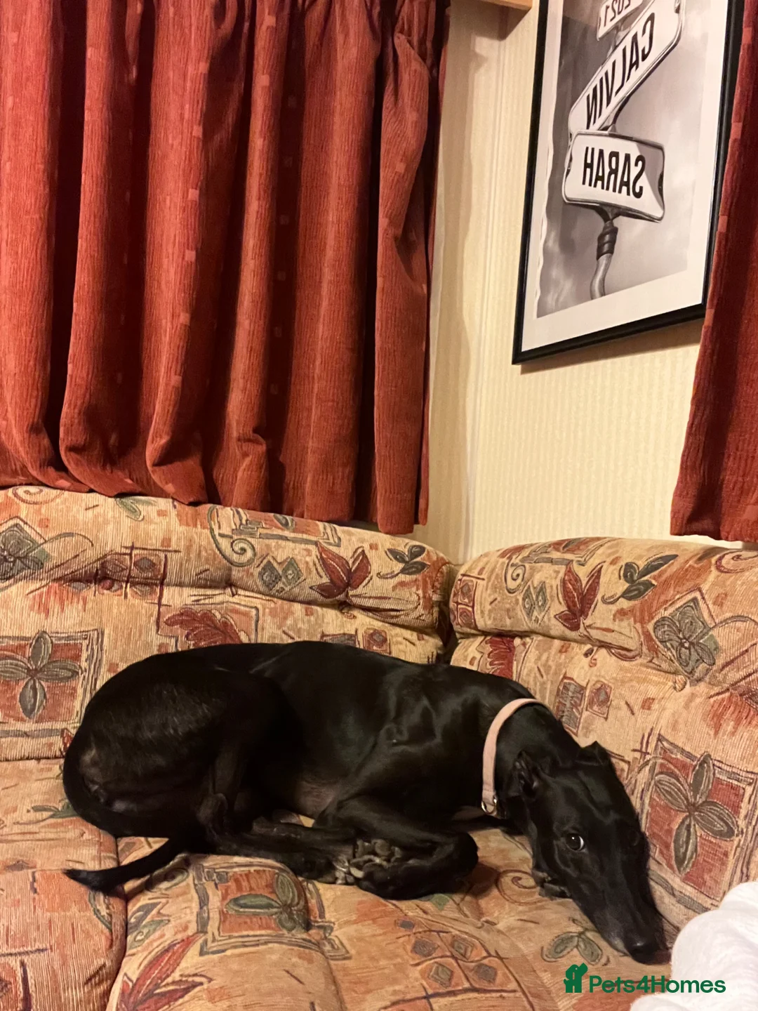 Greyhound dogs for sale: Female greyhound  - Advert 1
