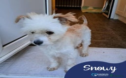 Mixed Breed dogs for adoption: Meet Snowy, currently residing in Crawley - Image 1