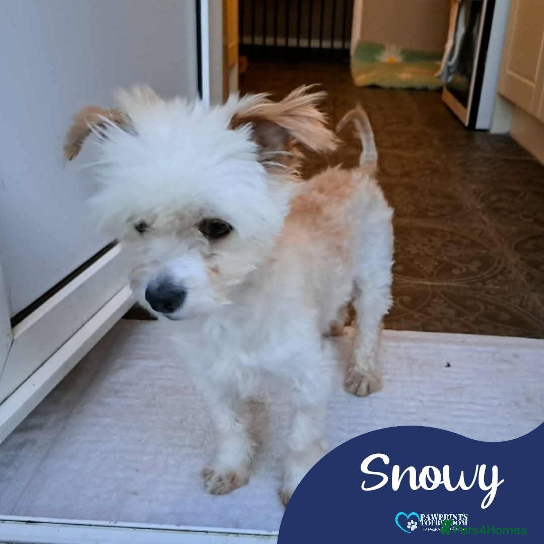 Mixed Breed dogs for adoption: Meet Snowy, currently residing in Crawley - Image 1