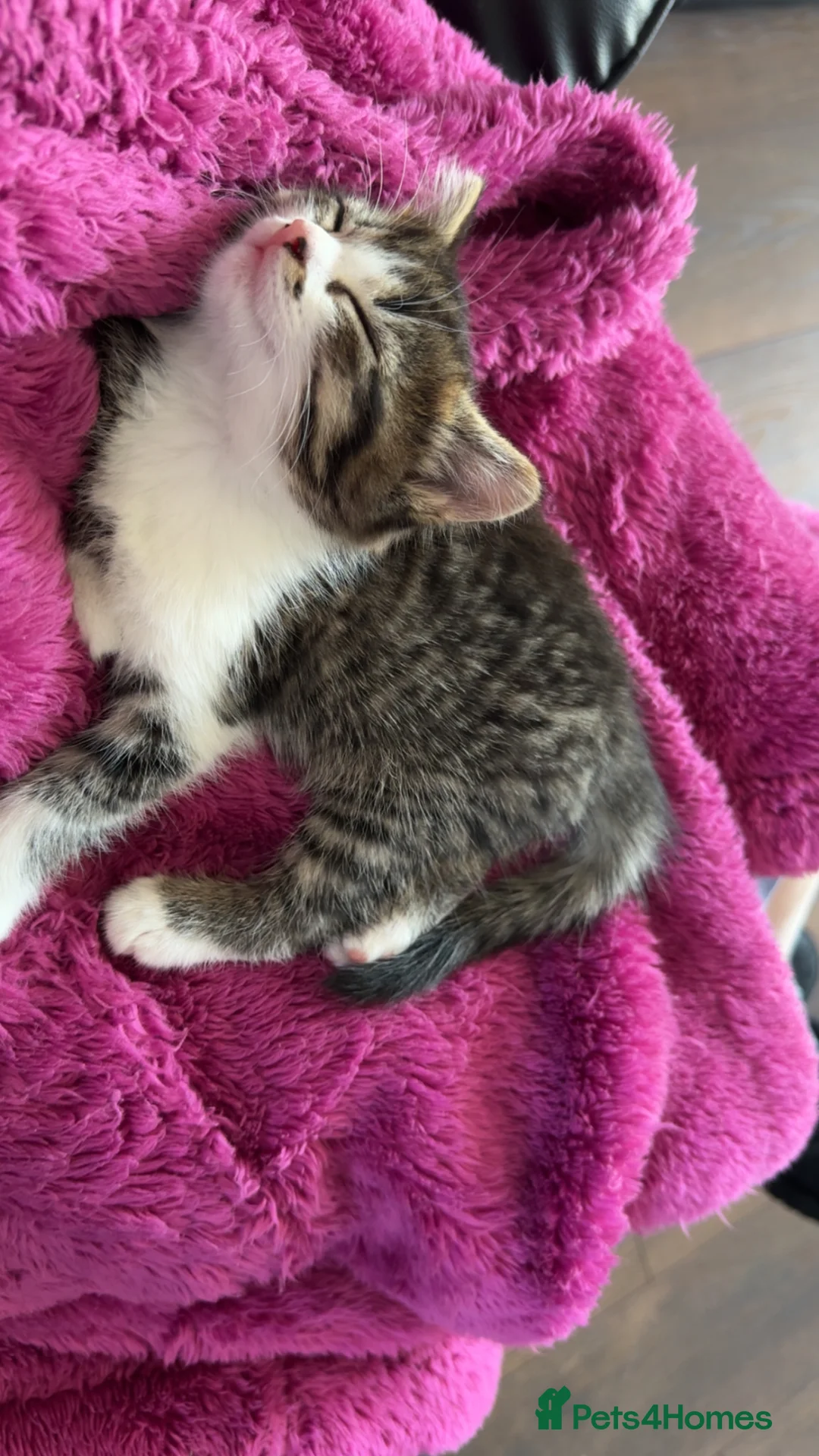 Mixed Breed cats for sale: Kittens for sale - Advert 9