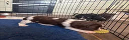 English Springer Spaniel dogs for sale: Working English Springer Spaniel Puppies - Advert 9