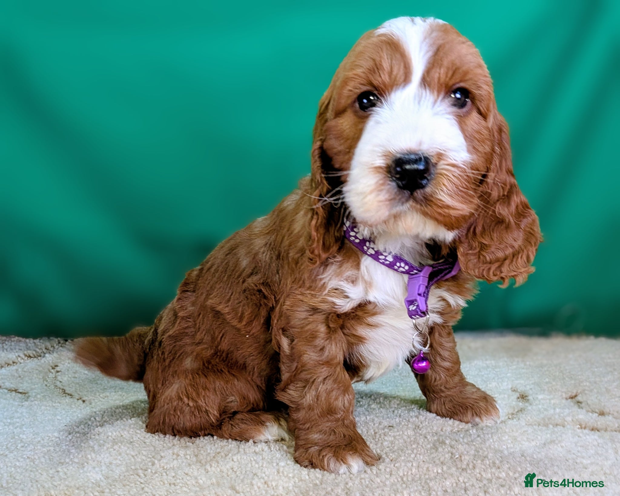 Cockapoo dogs Your Next Furry Family Member Awaits!  - Advert 1