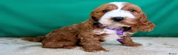 Cockapoo dogs for sale: Your Next Furry Family Member Awaits!  - Advert 7
