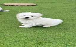 Maltipoo dogs for sale: 2 Male Tiny Maltipoo Puppies – 9 Weeks Old  - Image 2