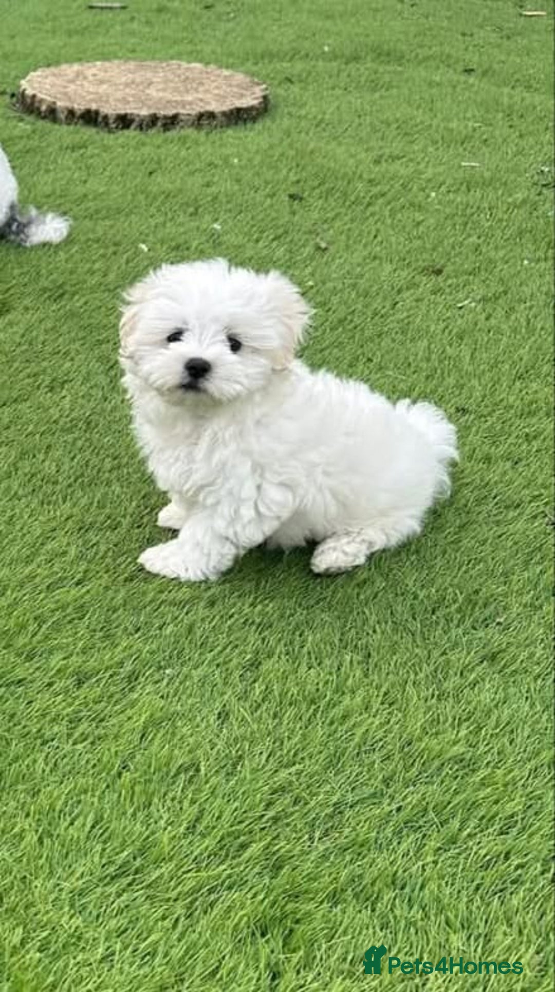 Maltipoo dogs for sale: 2 Male Tiny Maltipoo Puppies – 9 Weeks Old  - Image 2