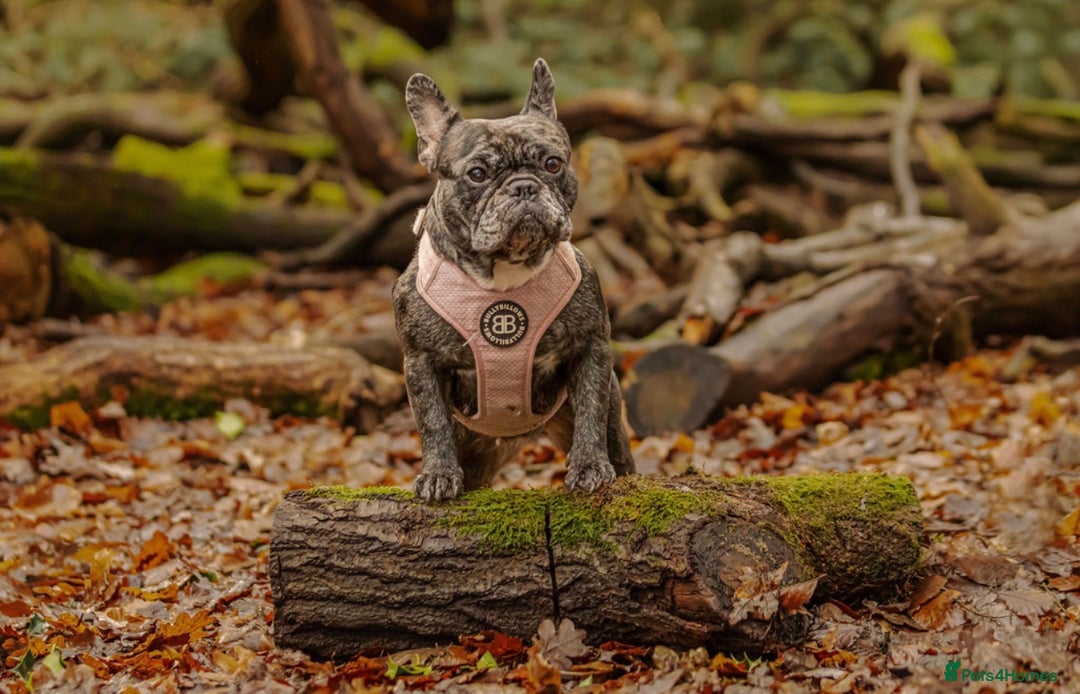 French Bulldog dogs for sale: French bulldog puppies  - Image 8