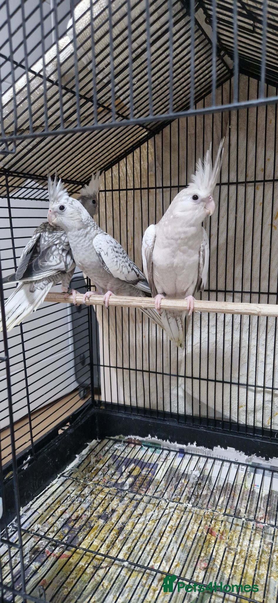 Cockatiels birds 11 weeks old hand reared cockatiels  - Advert 1