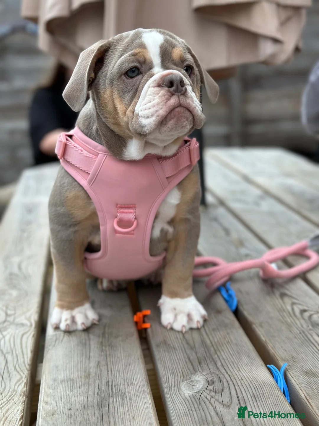 Olde English Bulldogge dogs for sale: 🏡 Loving Home Needed For My Beautiful Girl - Advert 4