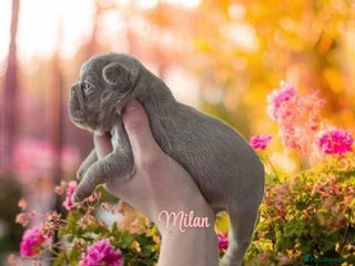 French Bulldog dogs Kc registered new shade french bulldog puppies - Advert 1