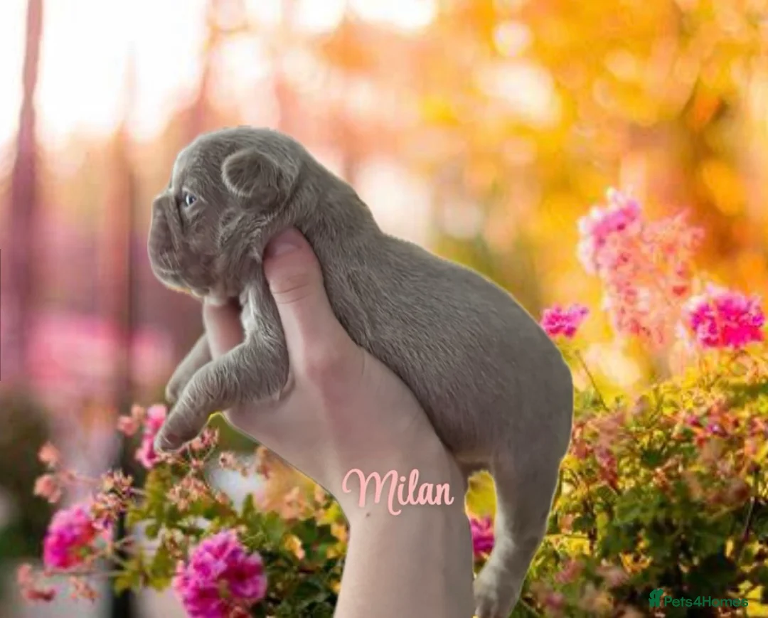 French Bulldog dogs for sale: Kc registered new shade french bulldog puppies  - Advert 9