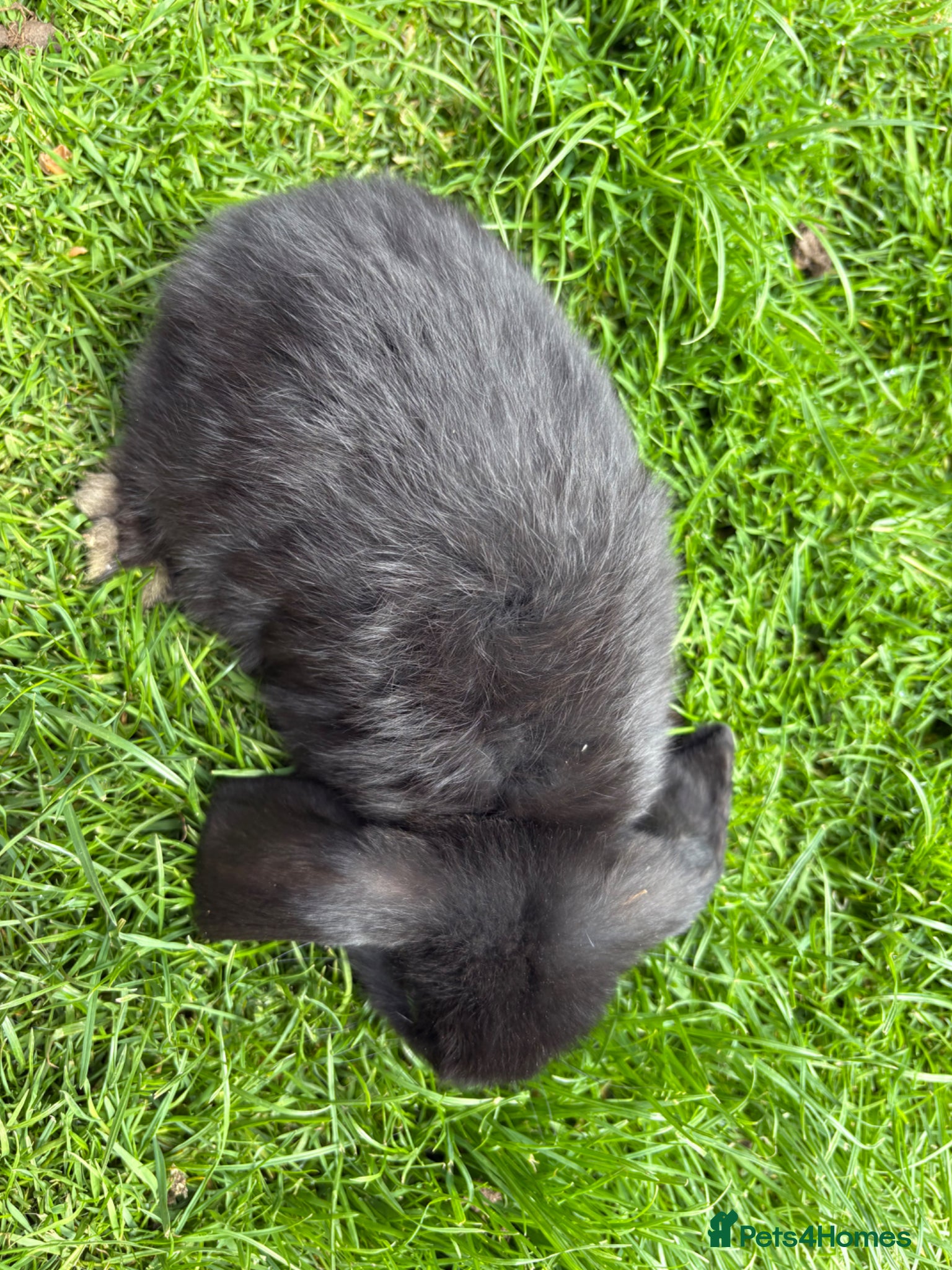 Mini Lop rabbits Beautiful pure breed mini lops😍 - Advert 2