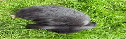 Mini Lop rabbits for sale: Beautiful pure breed mini lops😍 - Advert 14