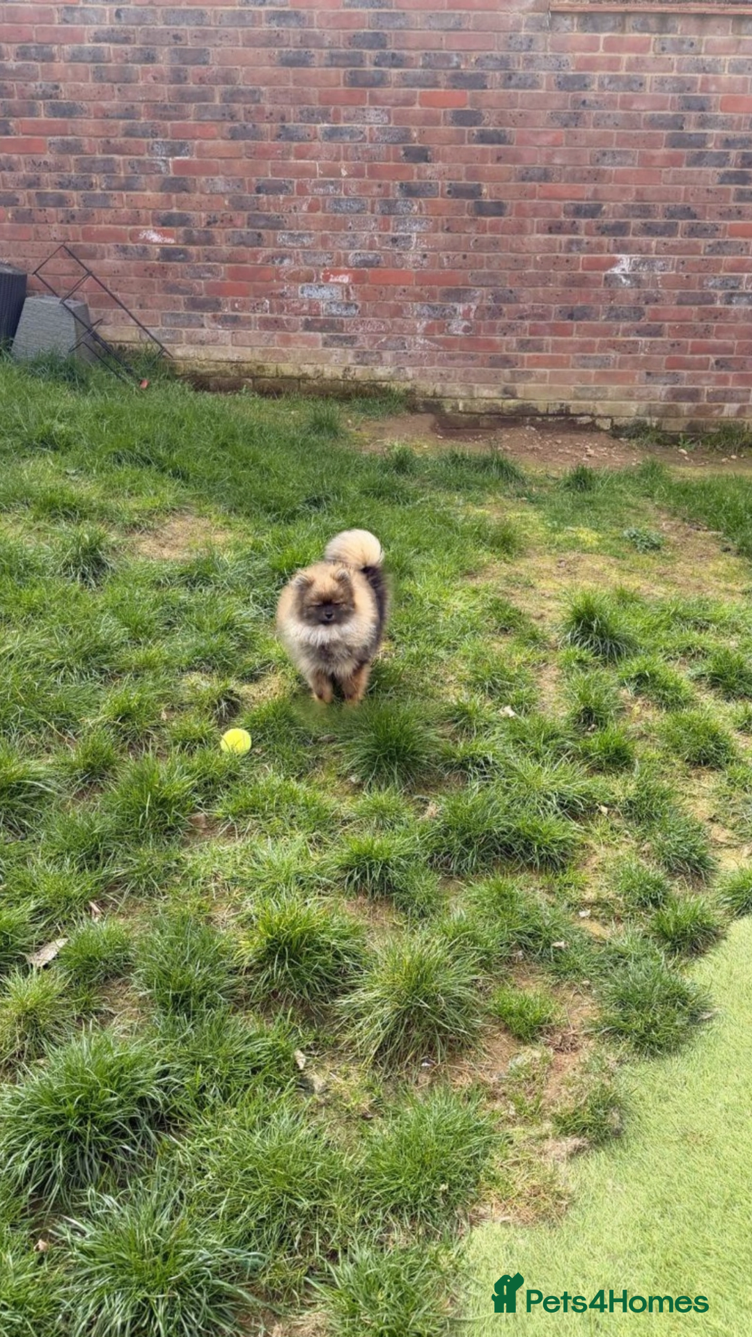 Pomeranian dogs for sale: REDUCED RARE boy🔝Quality! 40+🏆 in his lines - Advert 2