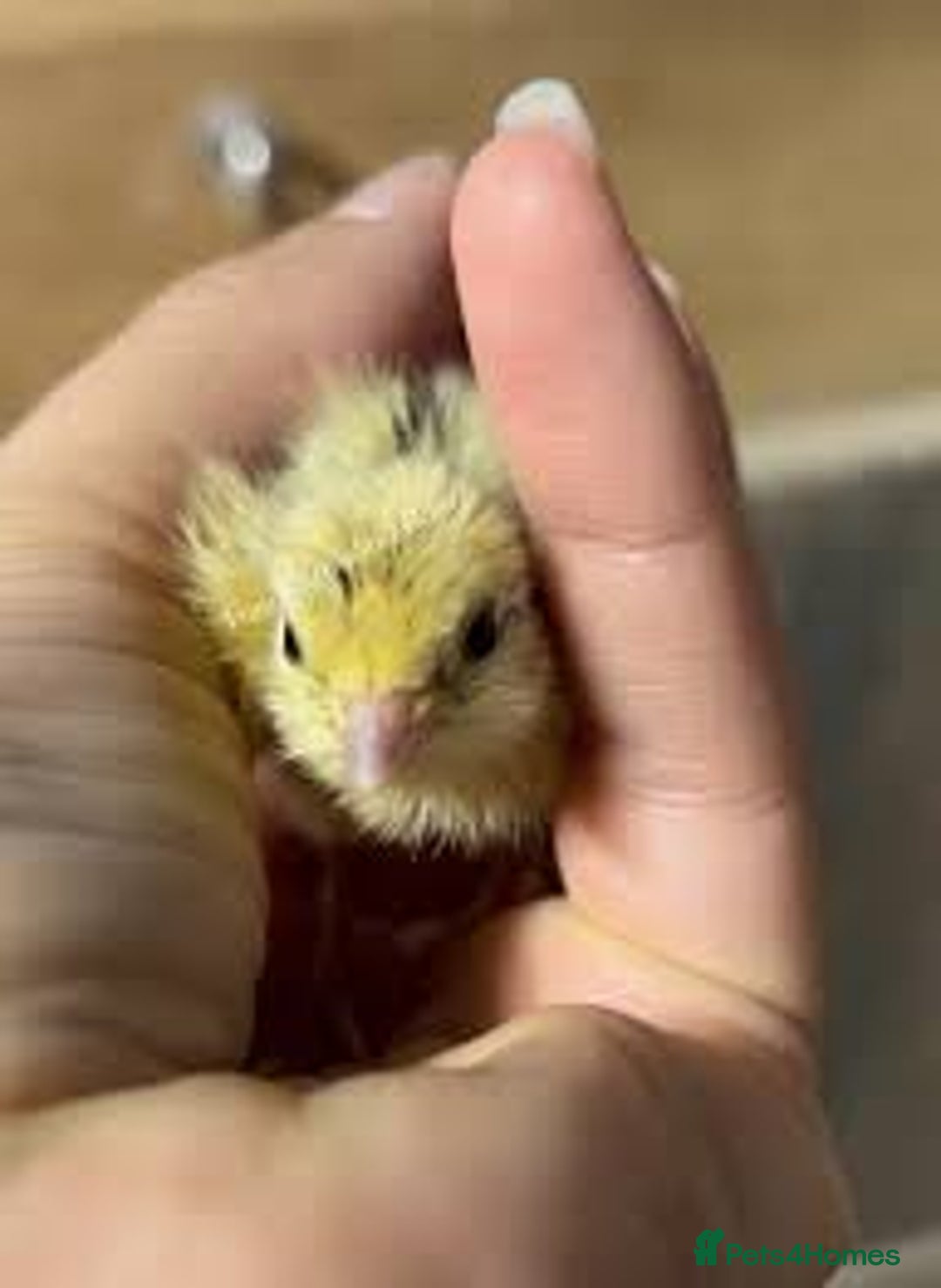 Mixed Breed birds for sale: Quails  - Image 8