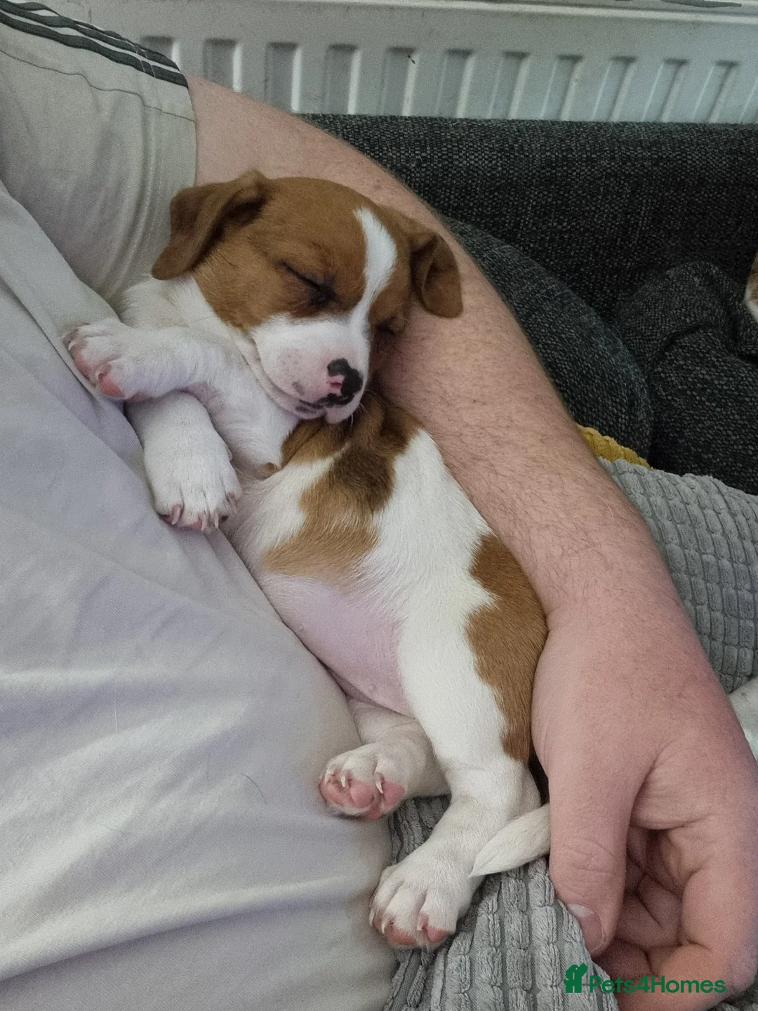 Jack Russell dogs for sale: Jack Russell Pups - just one left! - Advert 2