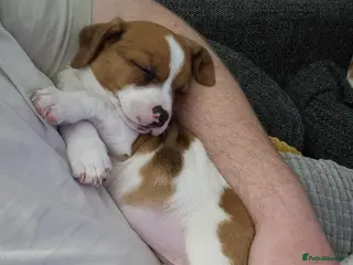 Jack Russell dogs Jack Russell Pups - just one left! - Advert 2