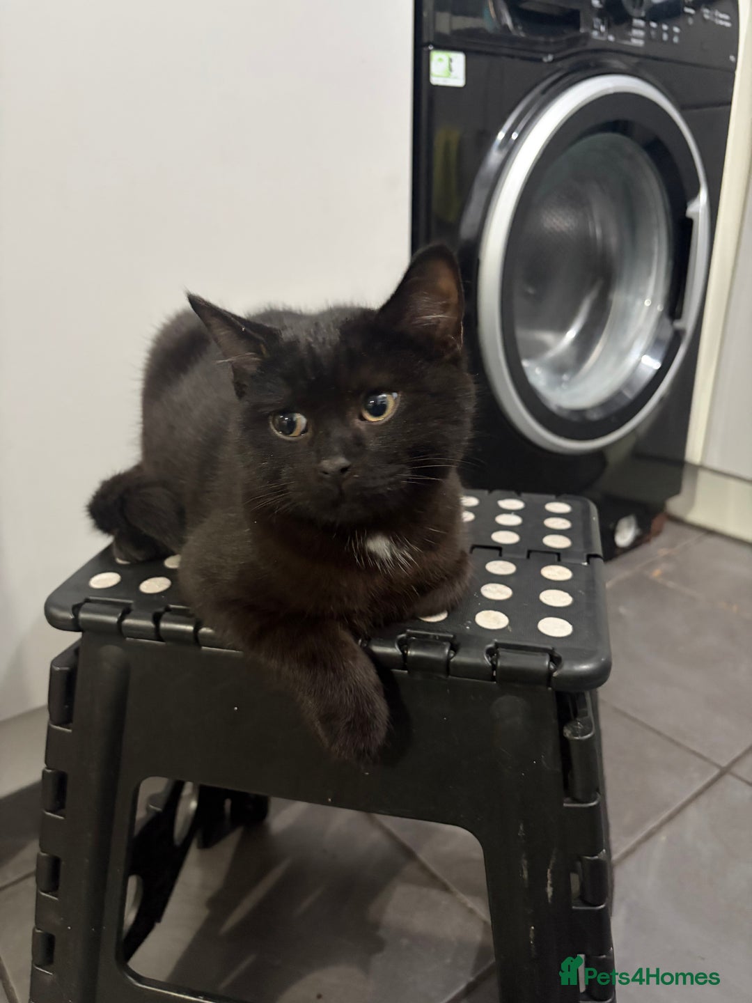 Mixed Breed cats for sale: British Short Hair and Tuxedo Cat Mix Breed  - Advert 11