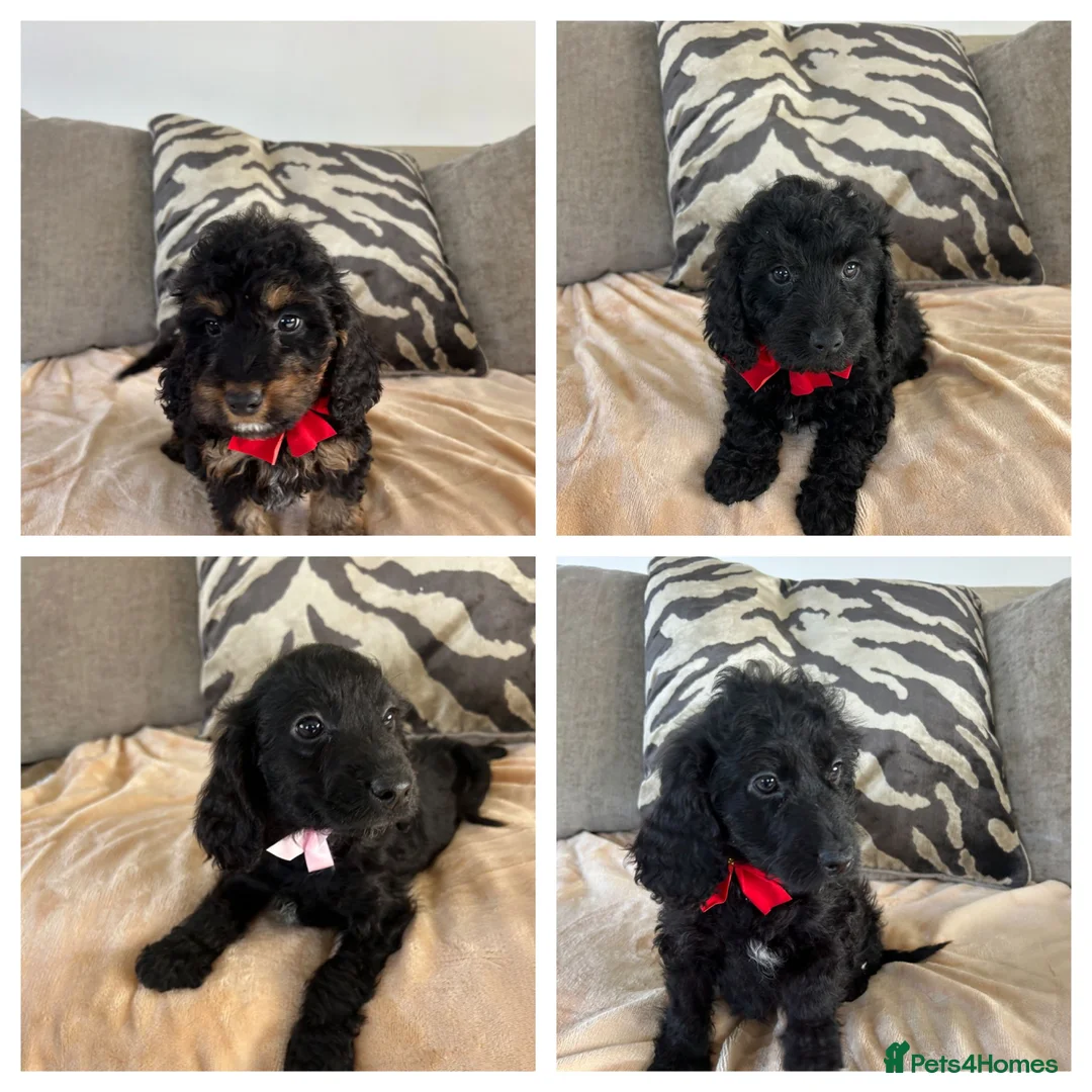 Cockapoo dogs for sale: F1 cockapoo puppies  - Advert 2