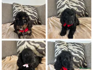 Cockapoo dogs F1 cockapoo puppies - Advert 7