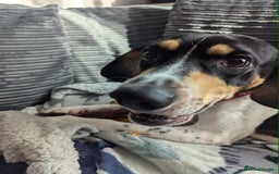 Mixed Breed dogs for adoption: Hutch is ready to find his forever family! - Image 12