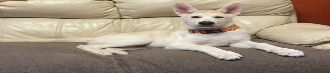 Huskita Puppy 6 Orange Boy – “Tango”
