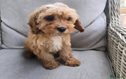 Cavapoo dogs for sale: Cavapoobabiesuk litter has arrived - Image 14