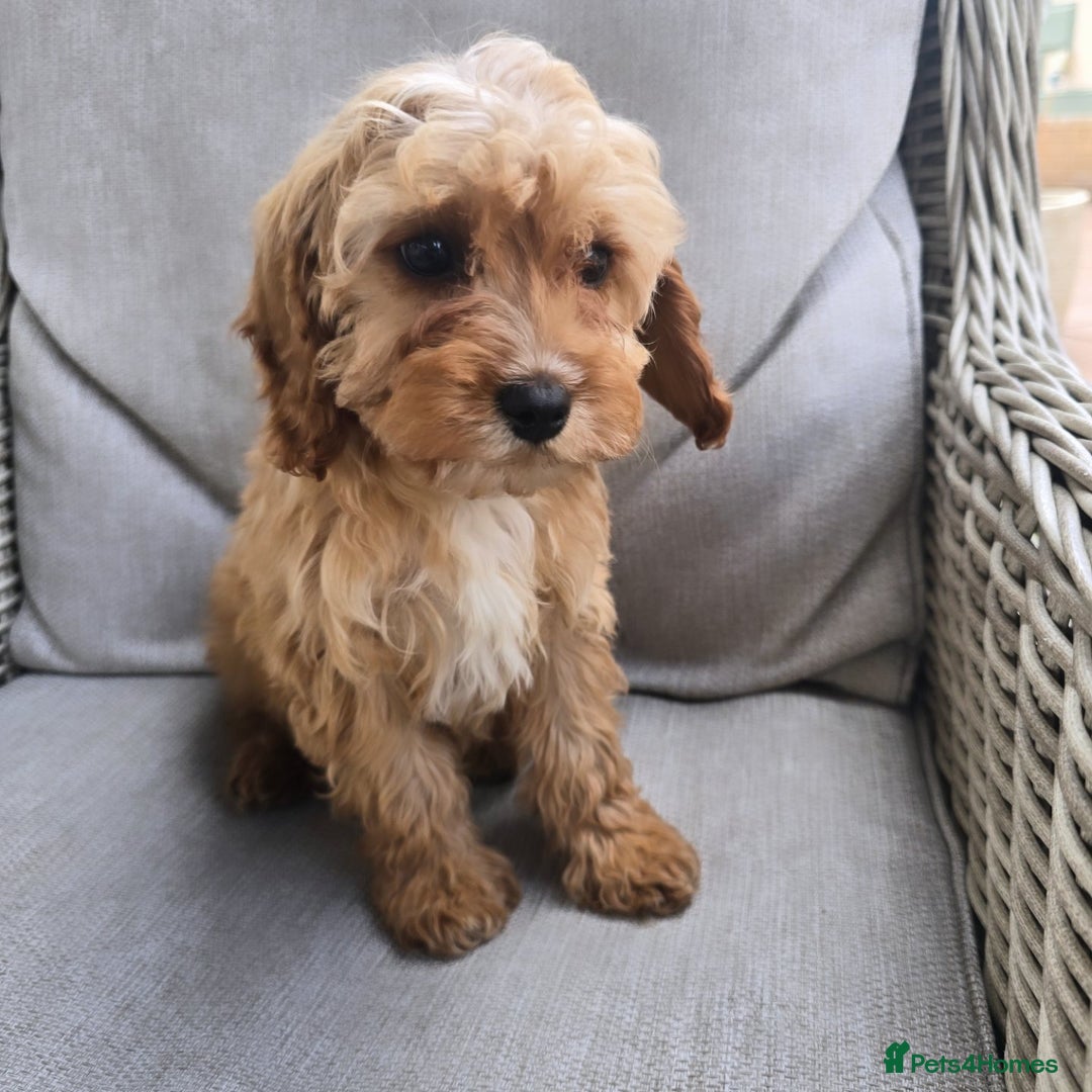 Cavapoo dogs for sale: Cavapoobabiesuk litter has arrived - Image 14