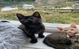 Maine Coon cats for sale: Beautiful Maine Coon X kittens  - Image 10