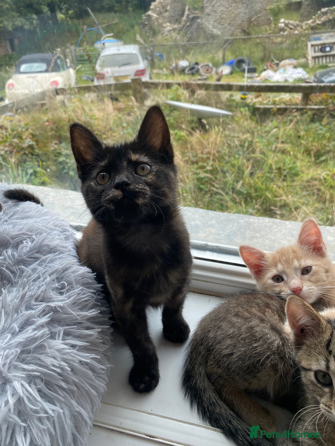 Maine Coon cats for sale: Beautiful Maine Coon X kittens  - Image 10