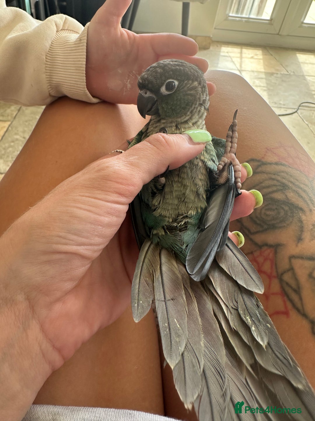 Conures birds for sale: Quaker and conure baby - Image 5