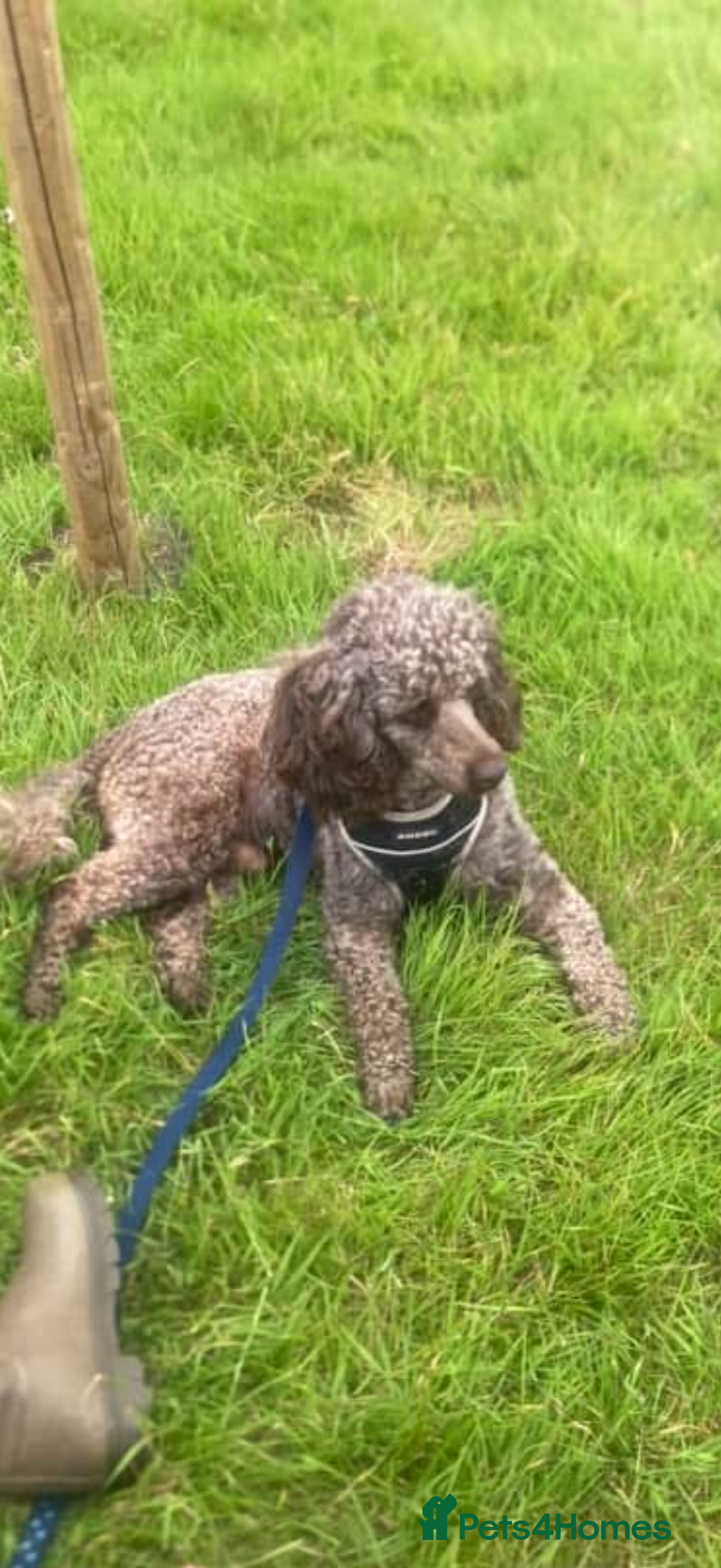 Cockapoo dogs for sale: Beautiful litter of Cockapoo puppies F1 - Advert 29