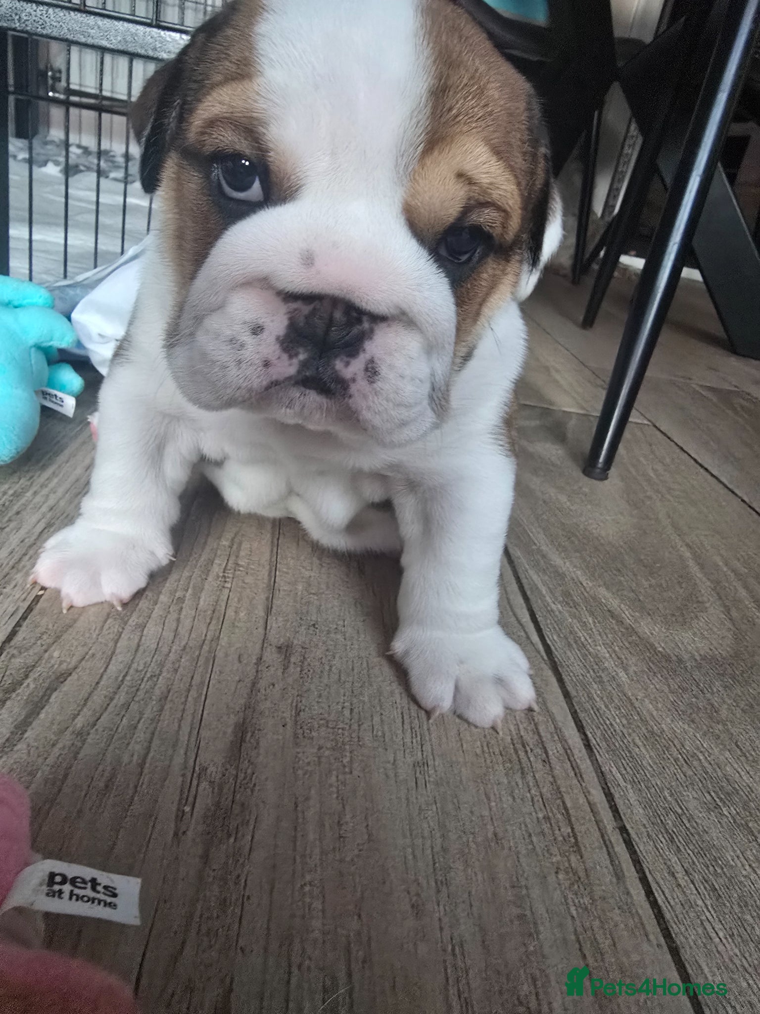 English Bulldog dogs 2🐶 🔥KC registered English bulldog puppies✨️🔥 - Advert 5