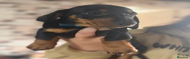 Dachshund 1
