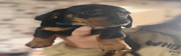 Dachshund dogs for sale: Mini dachshund puppys in Stoke-on-Trent - Advert 8