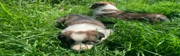 Border Collie dogs for sale: 4 gorgeous Border Collie Puppies - Advert 21