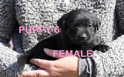 Labrador Retriever dogs for sale: Labrador retrievers chocolate and black KC reg - Image 13
