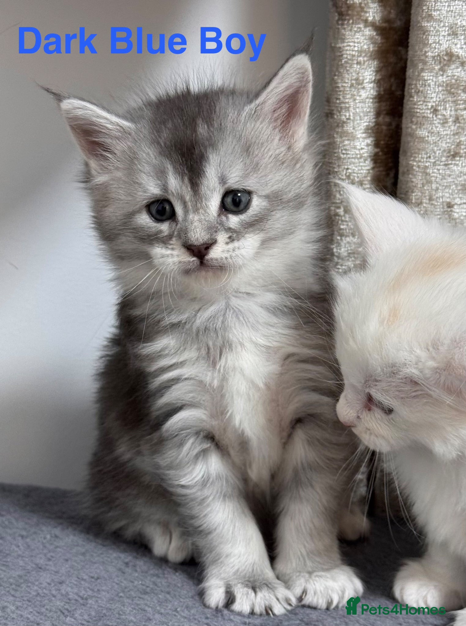 Maine Coon cats Purebred Maincoon Kittens  - Advert 1